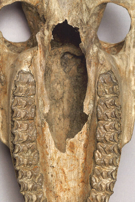 Schädel eines Fohlens aus La Tène mit durchbrochenem Gaumen, auf der Innenseite des Stirnbeins ggf. Abdruckspuren eines Pfahls.